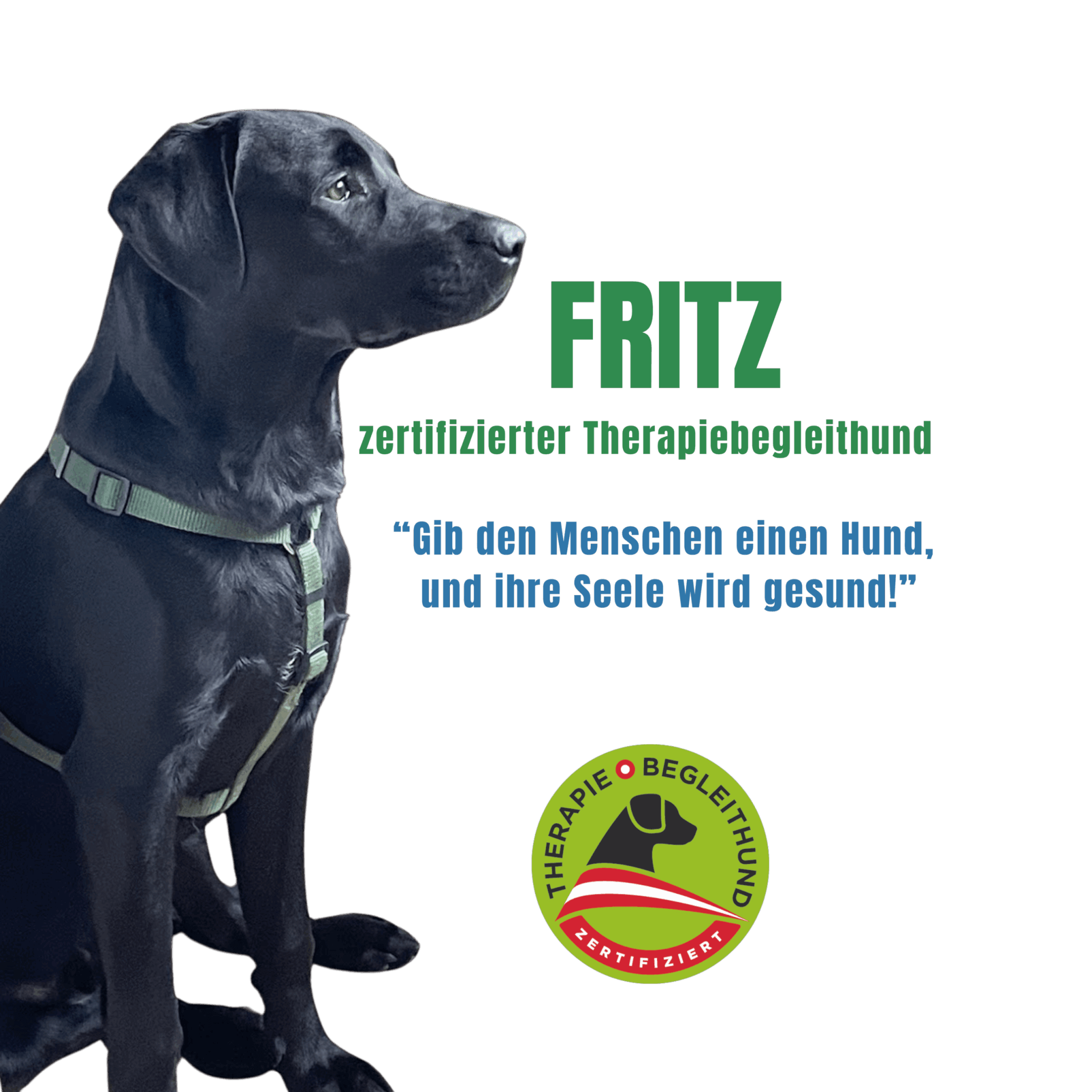 Zertifizeirter Therapiehund Fritz